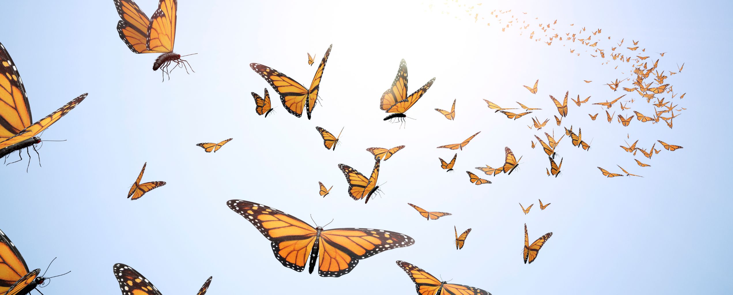 A large group of monarch butterflies flying in the sky toward the sunlight, symbolizing transformation and hope.