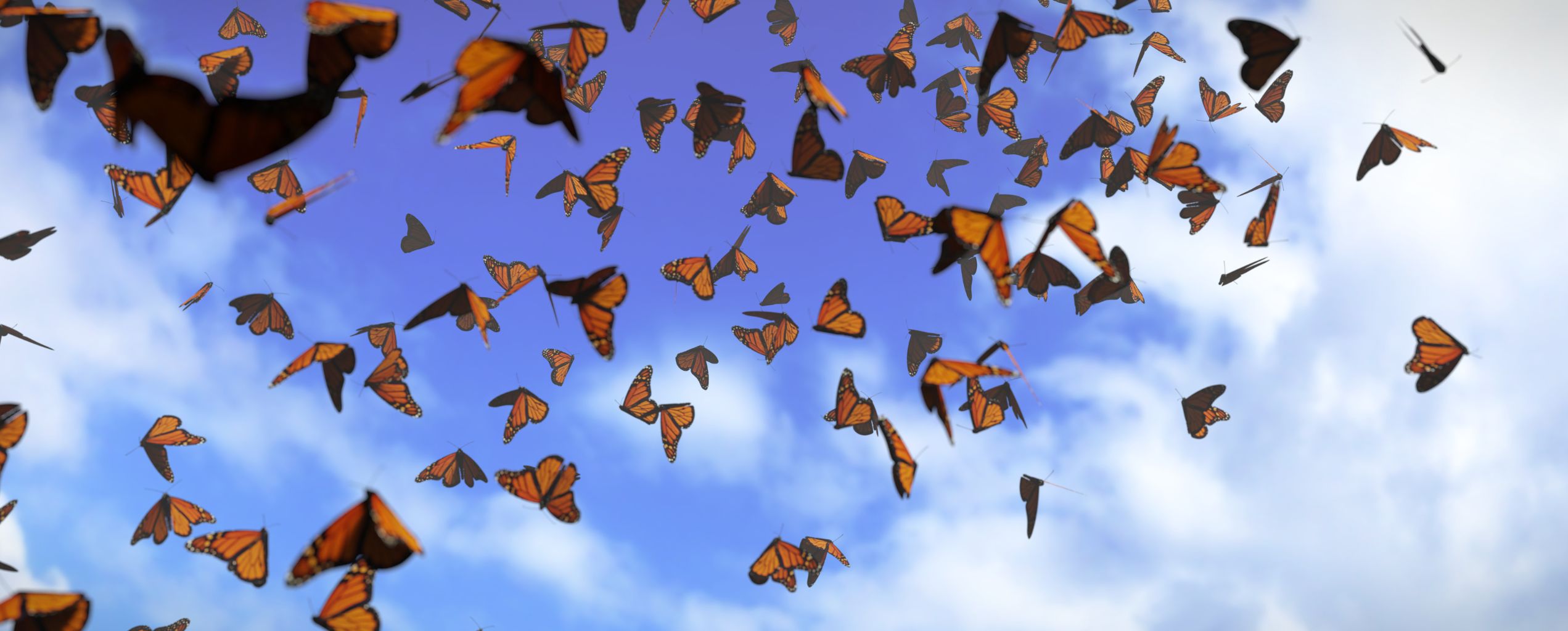 A swarm of orange and black monarch butterflies flying against a bright blue sky with scattered clouds.