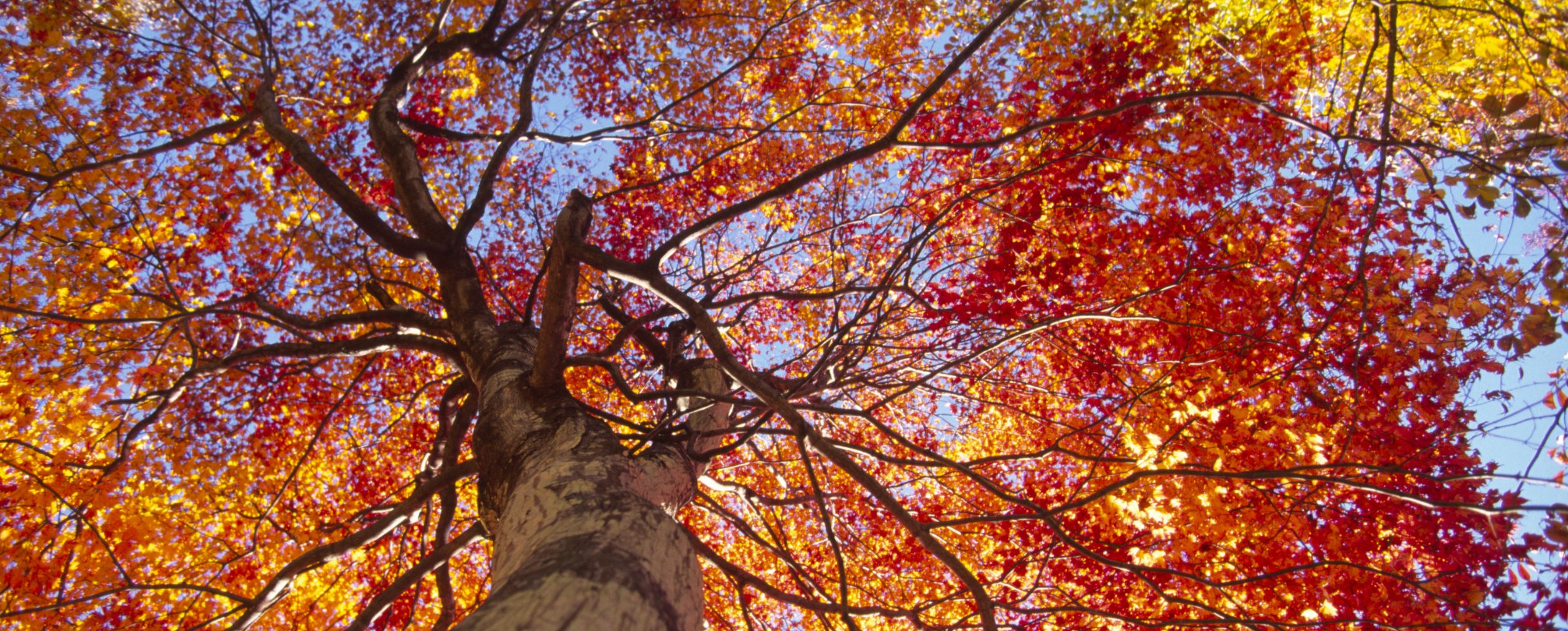 Seasonal Affective Disorder (SAD) Awareness Month