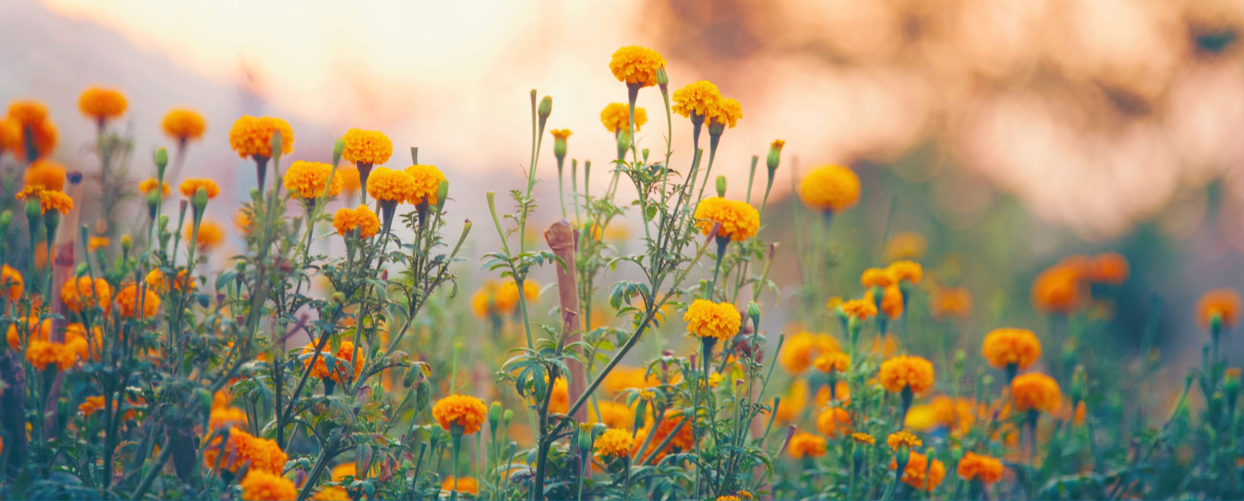 A field of orange flowers at sunset. 
